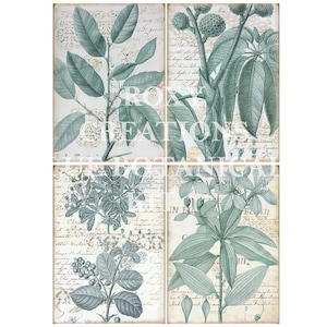 May include: Four-panel botanical print featuring detailed illustrations of various plants in shades of teal and green. Each panel includes handwritten script and decorative elements, creating a vintage aesthetic. The text "ROXY CREATIONS" is visible.