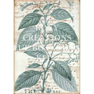 May include: Botanical illustration featuring a detailed drawing of a plant with large leaves and small berries, rendered in shades of teal and gray. The background is a vintage paper with handwritten script and the text "CREATIONS".