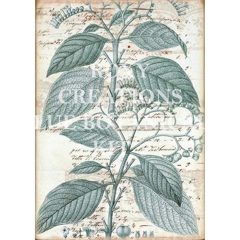 May include: Botanical illustration featuring a detailed drawing of a plant with large leaves and small berries, rendered in shades of teal and gray. The background is a vintage paper with handwritten script and the text "CREATIONS".