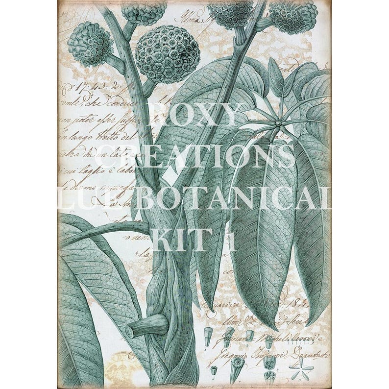May include: Botanical illustration print featuring a detailed drawing of a plant with large leaves and spherical seed pods. The artwork is in shades of teal and green, with handwritten script in the background. The text "ROXY CREATIONS BOTANICAL KIT 1" is visible.