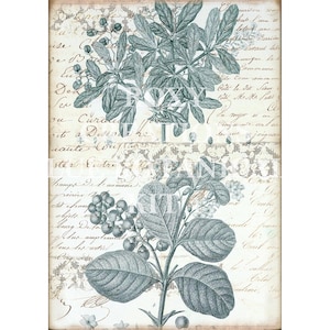 May include: Botanical print featuring detailed illustrations of leaves and berries in shades of teal and gray. The artwork is set against a backdrop of aged paper with handwritten script and decorative lace elements, creating a vintage aesthetic.