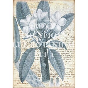 May include: Botanical illustration featuring a detailed depiction of plumeria flowers and leaves in shades of blue and white. The artwork includes handwritten script and the text "ROXY CREATION BOTANIC ILLUSTRATION".