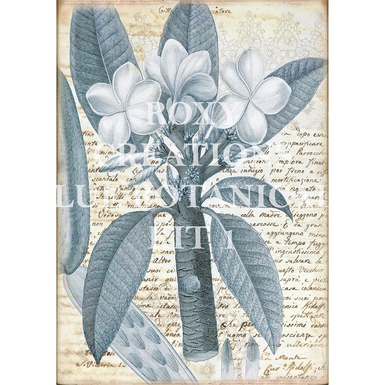 May include: Botanical illustration featuring a detailed depiction of plumeria flowers and leaves in shades of blue and white. The artwork includes handwritten script and the text "ROXY CREATION BOTANIC ILLUSTRATION".