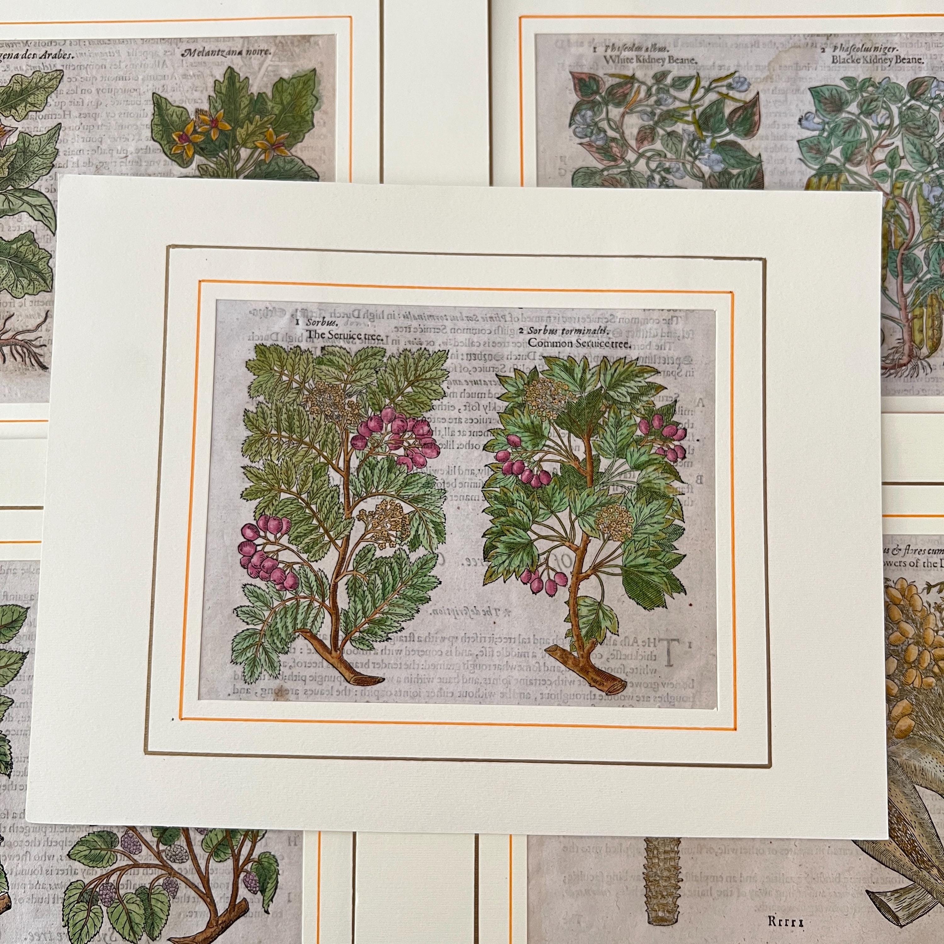 アンティークのイラスト入り額装本 1 冊 ページ日付 1643 - Etsy 日本