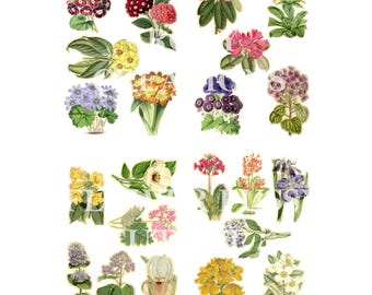 May include: A collection of 16 vintage floral illustrations, featuring a variety of flowers in different colours and arrangements. The illustrations are perfect for scrapbooking, card making, or other craft projects.