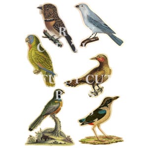 Afdrukbare kit kieskeurig gesneden vogels 5
