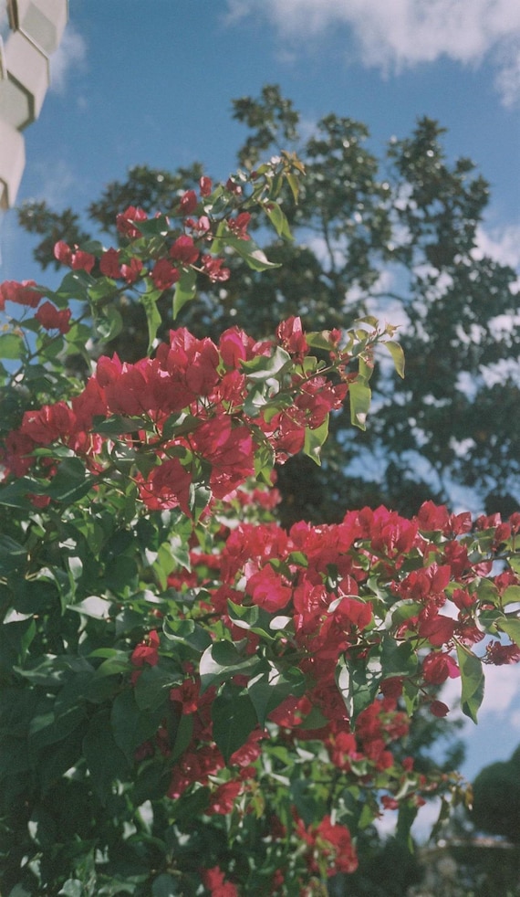 希少な富士フイルム Tiara Ix 1010 MRC/Epion 1000 コンパクトAPS