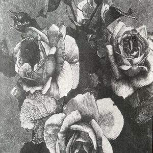 Cabbage Roses Decoupage Tissue Paper, Art Journals, Black & White Roses ~ Furniture Art ~ Upcycled Furniture Paper, DIY Projects