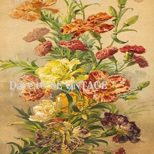 May include: A vintage botanical illustration of a bouquet of carnations in various shades of pink, yellow, and brown. The flowers are arranged in a vase and have green stems and leaves. The background is a light beige color.