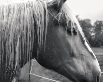 Lámina decorativa de caballo en blanco y negro para imprimir / Fotografía ecuestre / Decoración rústica de granja / Retrato de caballo (descarga digital)