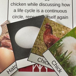 Chicken Life Cycle Printable