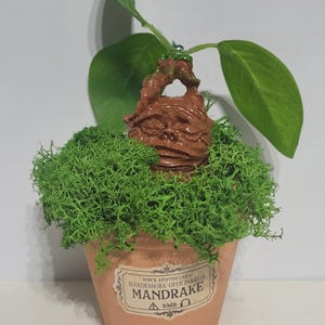 May include: A small terracotta pot with a label reading "Mandrake" contains a miniature brown sculpture and green moss. A green plant with large leaves sprouts from the top. The pot is a light orange color.