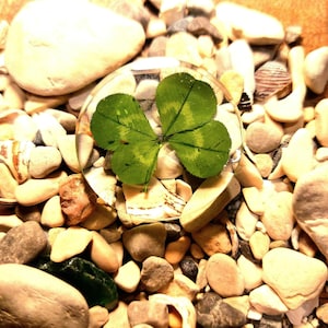Pocket Luck &quot;Real Four-Leaf Clover&quot; Lucky Charm to Go. In epoxy resin.