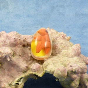カプセル化された鳥の胚標本卵ピン、手作り生物学ジュエリー