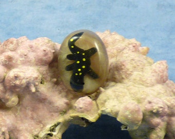 Encapsulated Salamander Specimen Pin, Handmade Biology Jewelry