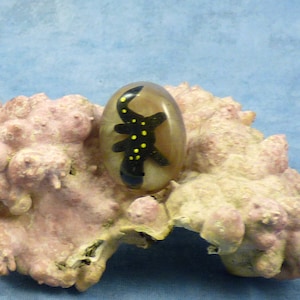 Encapsulated Salamander Specimen Pin, Handmade Biology Jewelry