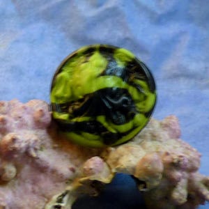 Bright Green Marble Cthulhu Cameo Pin, Polymer Clay Fashion Jewelry image 1