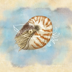 Naturgeschichte Nautilus, 7x5 Druck auf Fugi Crystal Archive Matte-Uneingerahmt