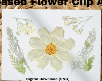 Pressed Flower PNG Clipart | Real Botanical Transparent PNG | Digital Scrapbooking Supply