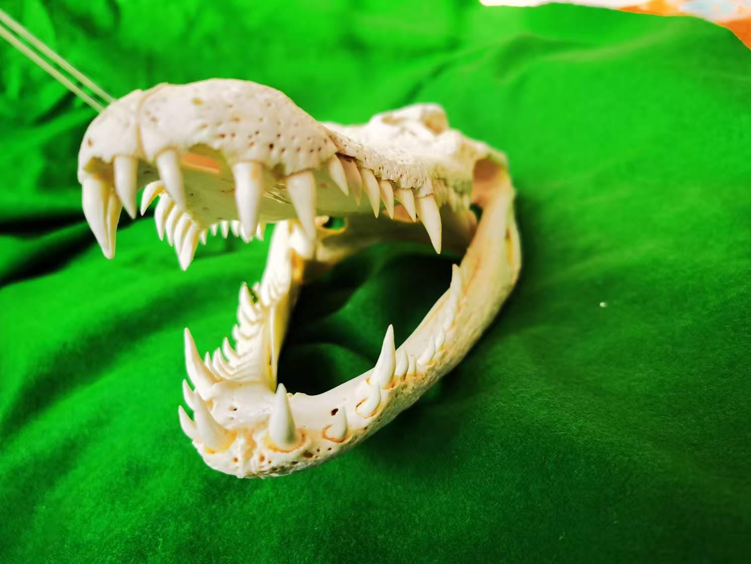 ワニの頭蓋骨の装飾品 – 教育とコレクションのための30～35cmの天然骨
