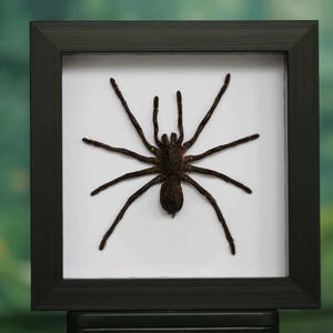 Op de afbeelding: Een ingelijste, geprepareerde spin met acht lange, donkerbruine poten en een donker lichaam. De spin is gecentreerd op een witte achtergrond in een zwart vierkant frame. De achtergrond is een vage groene en witte kleur.