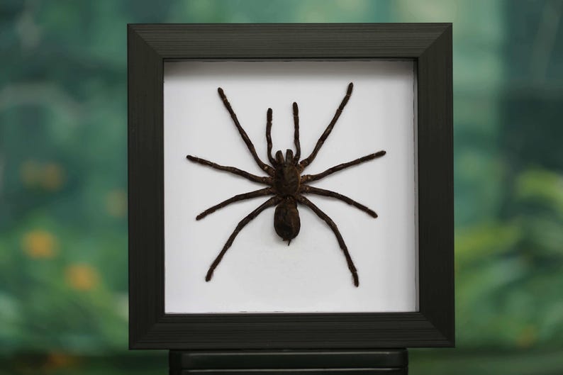 Op de afbeelding: Een ingelijste, geprepareerde spin met acht lange, donkerbruine poten en een donker lichaam. De spin is gecentreerd op een witte achtergrond in een zwart vierkant frame. De achtergrond is een vage groene en witte kleur.