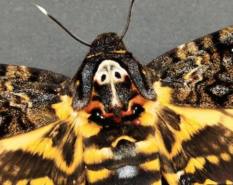Death's-head Hawkmoth Specimen - Closed or Open Wings Option, DIY Display, Unique Insect Art, Taxidermy & Educational Use