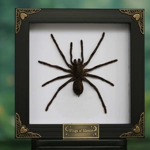 Op de afbeelding: Een ingelijste presentatie met een grote, donkerbruine spin tegen een witte achtergrond. Het zwarte frame heeft decoratieve hoekaccenten en een klein messing plaatje met de tekst "Wings of Silence".