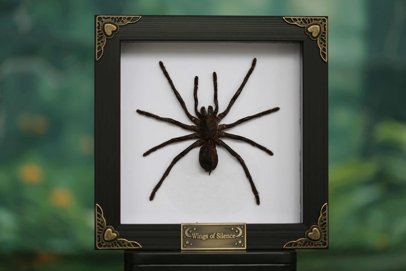 Op de afbeelding: Een ingelijste presentatie met een grote, donkerbruine spin tegen een witte achtergrond. Het zwarte frame heeft decoratieve hoekaccenten en een klein messing plaatje met de tekst "Wings of Silence".
