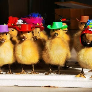 May include: A group of ducklings wearing colorful hats, including a purple cowboy hat, a red cowboy hat, a green cowboy hat, a red and blue helmet, and a brown cowboy hat. The ducklings are standing on a white surface.