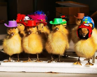 Präpariertes gelbes Entlein mit einzigartigen Hüten und Accessoires - Entzückendes Dekorgeschenk