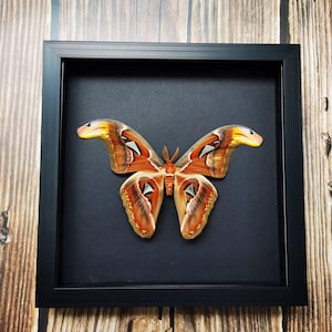 Atlas Moth, Attacus atlas, Specimen Real Dried Moth Butterfly | Framed Insect Specimen, Witchy Gothic Wall Art, Curiosity Cabinet Decor