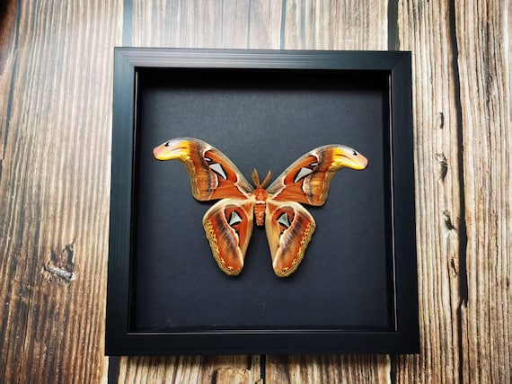 Atlas Moth, Attacus atlas, Specimen Real Dried Moth Butterfly | Framed Insect Specimen, Witchy Gothic Wall Art, Curiosity Cabinet Decor