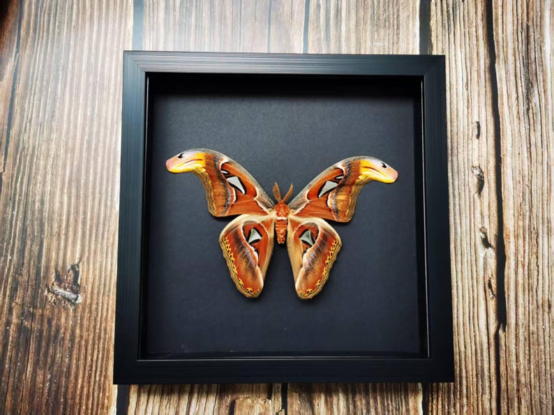 May include: A framed butterfly specimen with a black frame. The butterfly has large wings with a pattern of brown, orange, yellow, and white. The background is black, and the frame is square. The overall theme is nature and entomology.