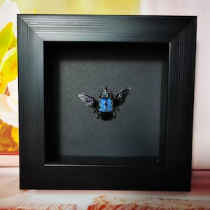 Esemplare di ape con fascia blu incorniciato - Arte unica di insetti, scatola delle ombre da 5,1x5,1 pollici per decorazioni gotiche e naturali, aggiunta alla vetrinetta delle curiosità