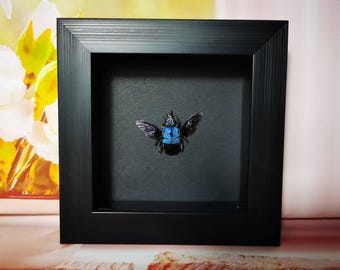 Esemplare di ape con fascia blu incorniciato - Arte unica di insetti, scatola delle ombre da 5,1x5,1 pollici per decorazioni gotiche e naturali, aggiunta alla vetrinetta delle curiosità