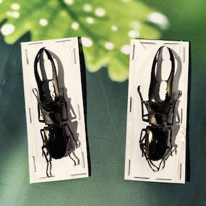 May include: Two preserved stag beetles, each mounted on a white rectangular card. The beetles are dark brown and black, with prominent mandibles. The background is a mix of green and white.