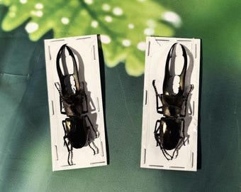 Giant Stag Beetle Cyclomattus metallifer finae Male – Pinned Dried Insect Specimen for Collection & Learning