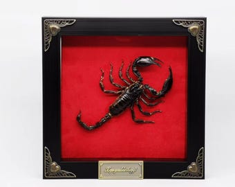 25 A-1 Homoderus Gladiator Cameroon 35-43mm, Large Lucanid Stag