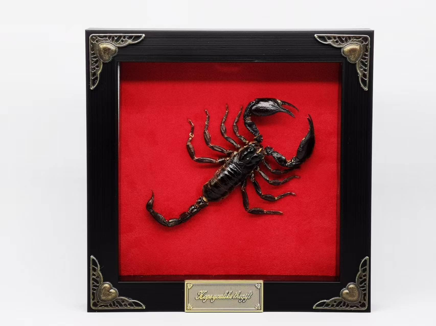 Taxidermy scorpion - Etsy 日本