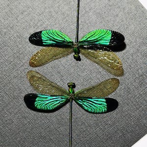 Libélula verde azulado brillante / Ejemplar de libélula A1 real / Insecto enmarcado / Decoración ética de curiosidades