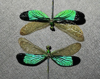 Libélula verde azulado brillante / Ejemplar de libélula A1 real / Insecto enmarcado / Decoración ética de curiosidades