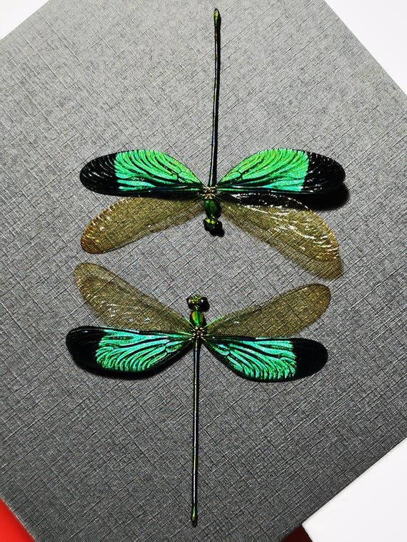 Brilliant Teal Damselfly | Real A1 Dragonfly Specimen | Framed Insect | Ethical Curio Decor