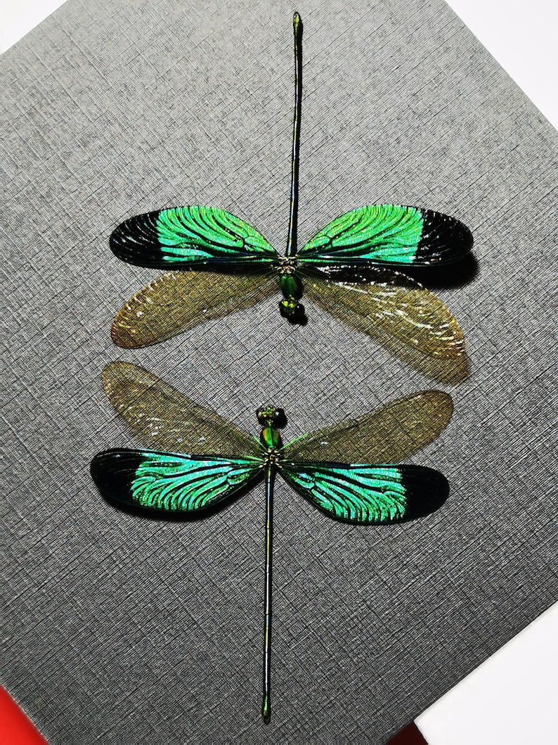 May include: Two decorative dragonfly ornaments. Each dragonfly has iridescent green and black wings, with a long, slender body. The wings are detailed with intricate patterns. The dragonflies are positioned against a textured gray background.