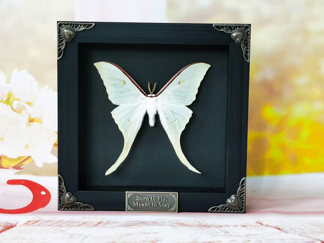 Framed Real Luna Moth – Green Actias Luna Insect for Oddities, Wall ...