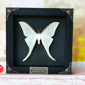 Puede incluir: Una exhibición enmarcada de una polilla luna. La polilla tiene alas blancas con un borde rojo y marrón. El marco negro tiene detalles decorativos en las esquinas y una pequeña placa que dice "Born to Fly, Meant to Stay."