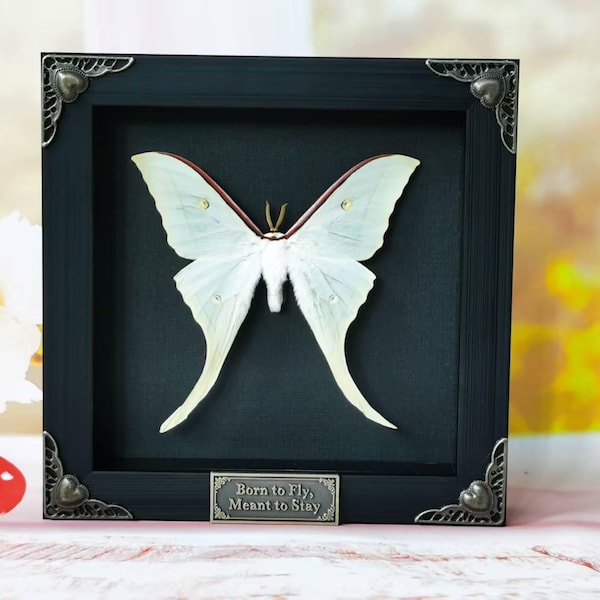Framed Real Luna Moth – Green Actias luna Insect for Oddities, Wall Decor, Taxidermy Art