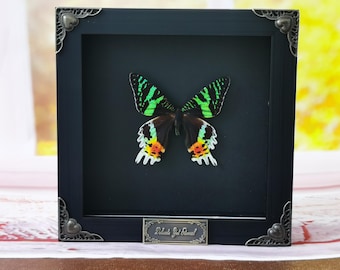 Gothic Sunset Moth Art – Emerald & Flame Butterfly-Like Moth – Oddities Wall Display