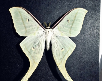 Esemplare autentico di falena luna – Actias luna verde, insetto essiccato per tassidermia fai-da-te, didattica e artistica.