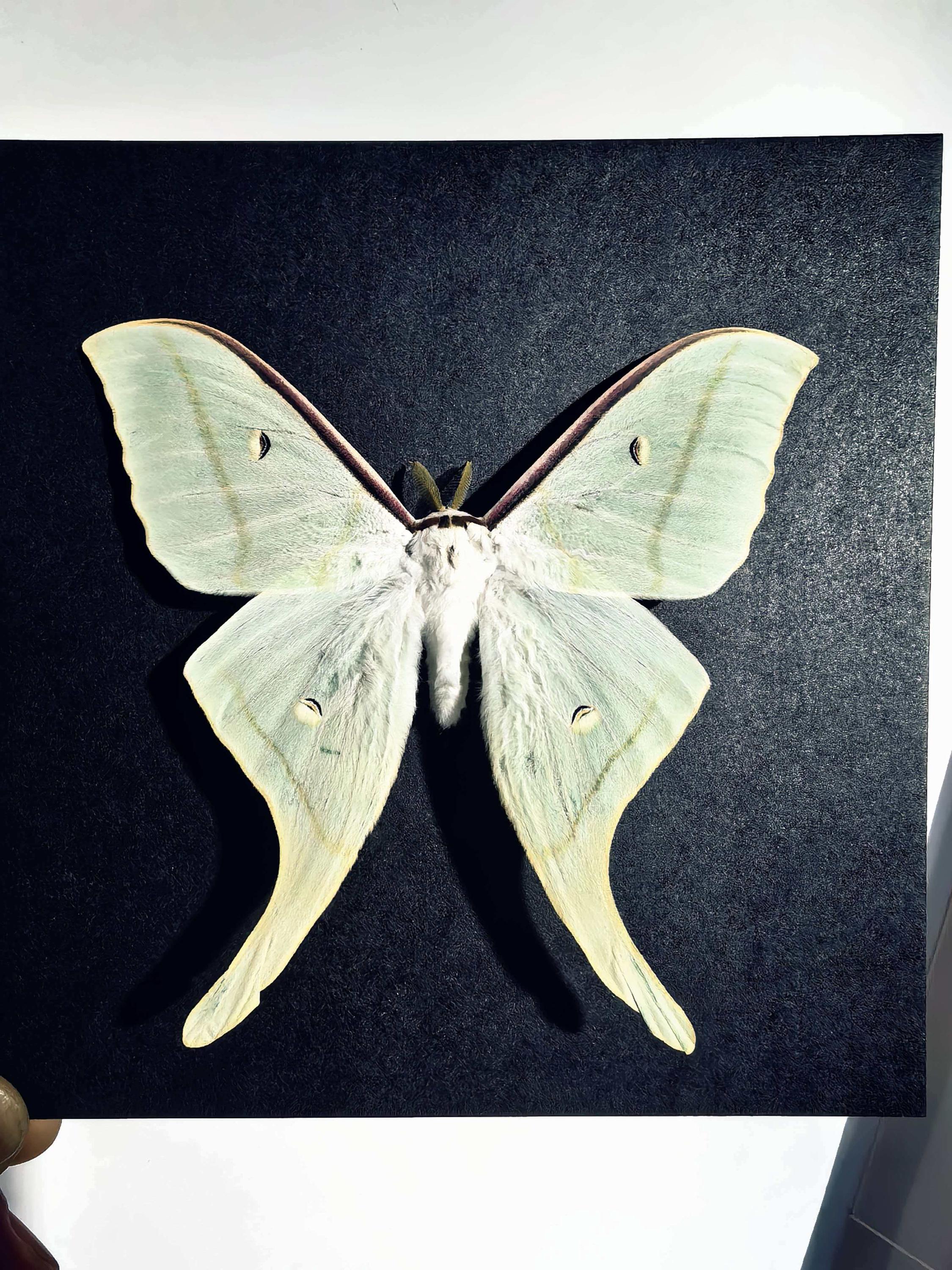 Luna moth specimen - Etsy 日本